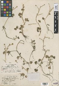 Ranunculus gmelinii image