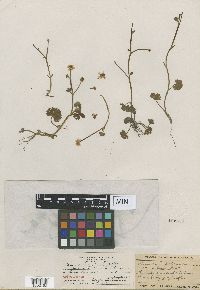 Ranunculus gmelinii image