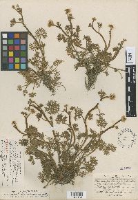 Ranunculus gmelinii image