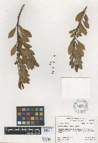 Thumbnail image of current specimen