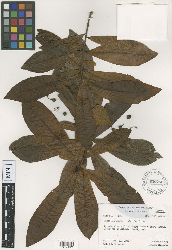 Rapanea obovata image