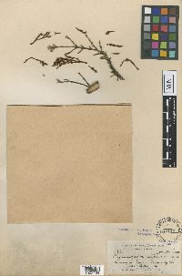 Arceuthobium campylopodum image