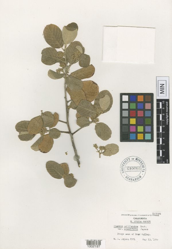 Frangula californica subsp. crassifolia image