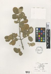 Frangula californica image