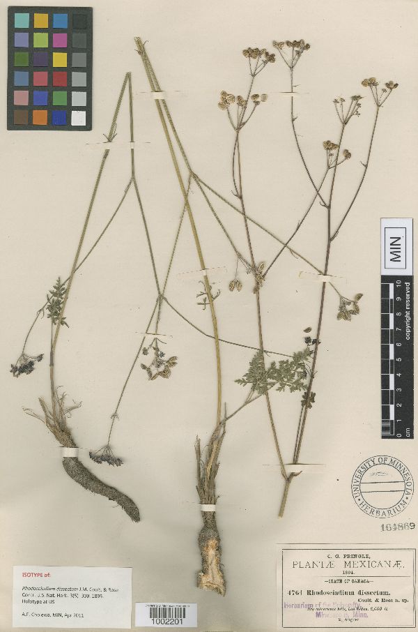 Rhodosciadium dissectum image