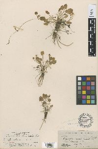Image of Ranunculus cymbalaria