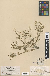 Ranunculus sceleratus image