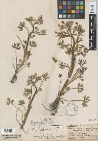 Ranunculus sceleratus image