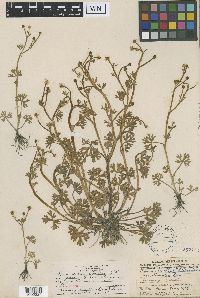 Ranunculus gmelinii image