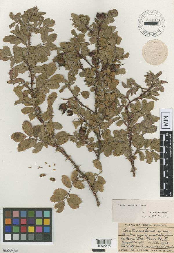 Rosa woodsii image