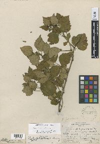 Rubus frondosus image