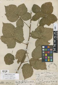 Rubus frondosus image
