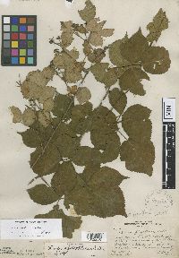 Rubus frondosus image