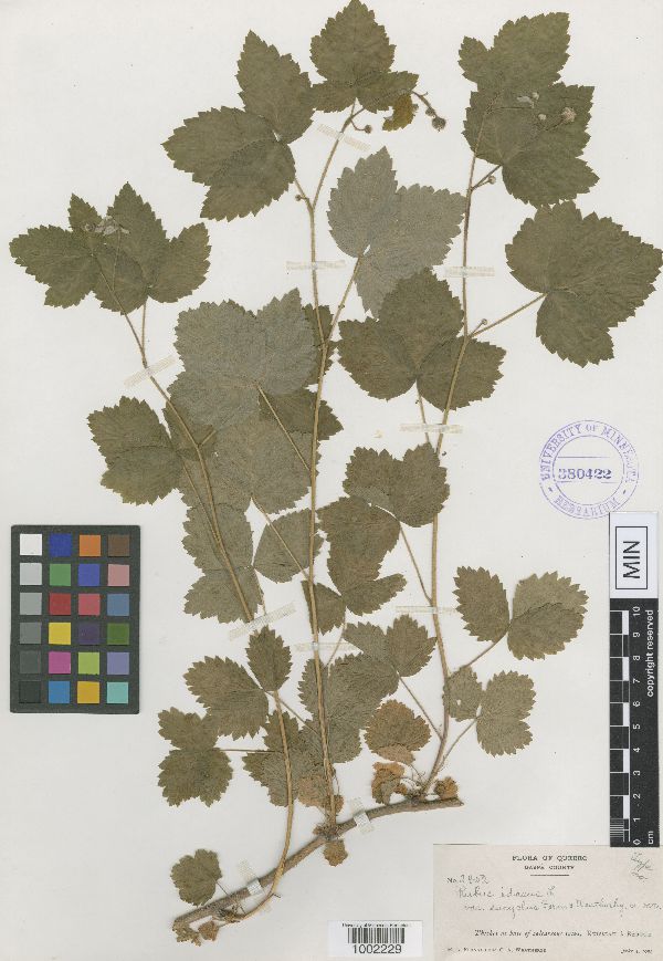 Rubus idaeus subsp. strigosus image