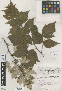 Rubus idaeus image