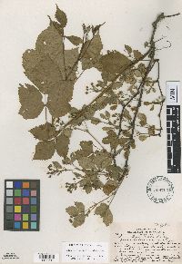 Rubus heterophyllus image