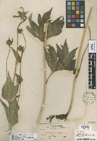 Rudbeckia laciniata image