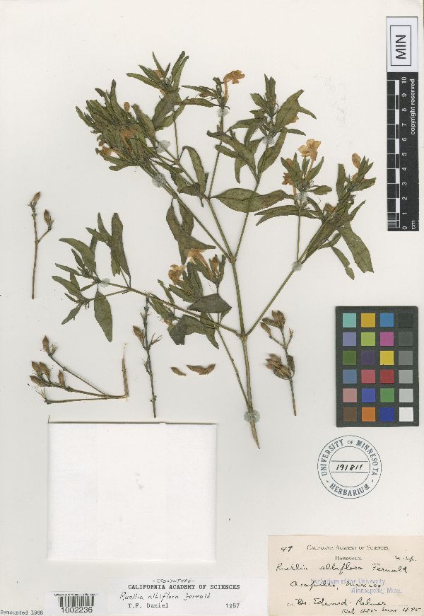 Ruellia foetida image