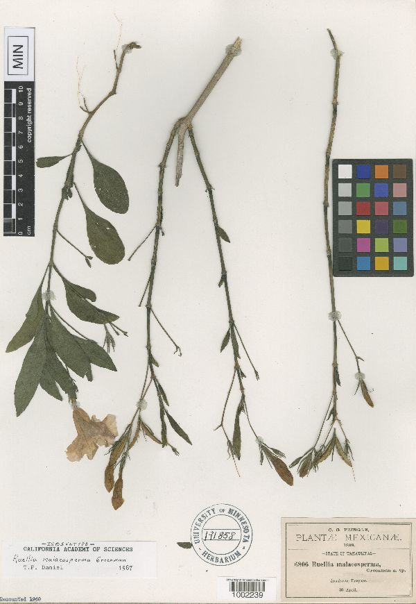 Ruellia malacosperma image