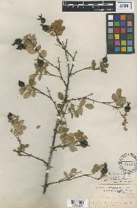 Media resource of Rosa davyi