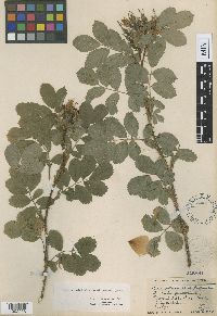 Rosa x dulcissima image