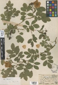 Media resource of Rosa gratiosa