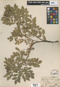 Media resource of Rosa heliophila