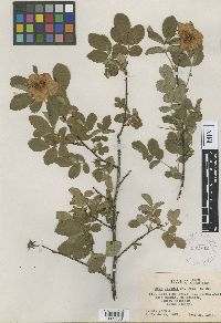 Rosa nutkana image