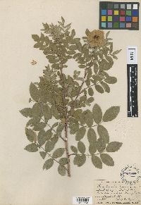 Rosa arkansana image