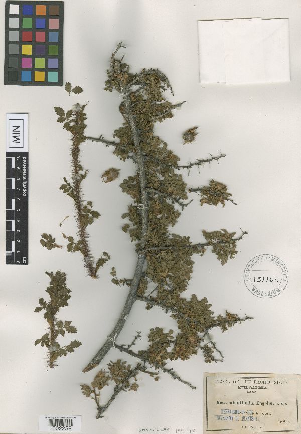 Rosa minutifolia image