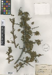 Media resource of Rosa minutifolia