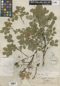 Media resource of Rosa nutkana