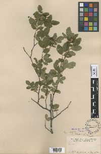 Media resource of Rosa palustris