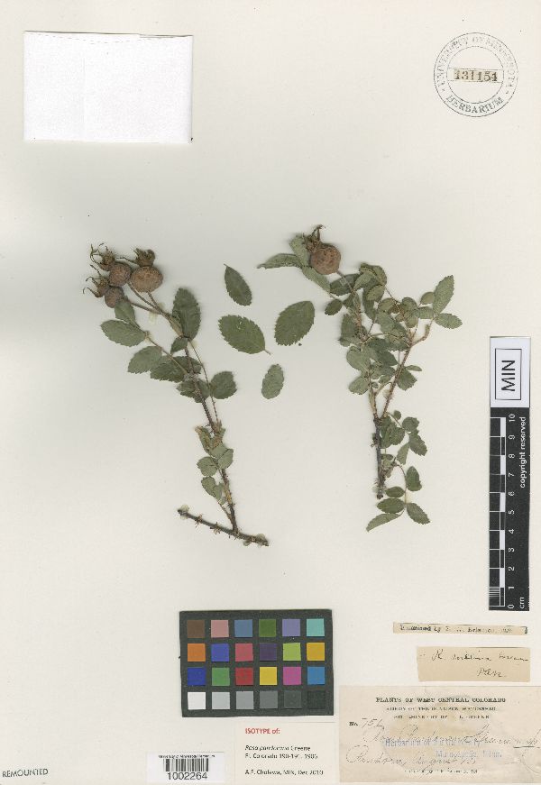 Rosa nutkana subsp. melina image