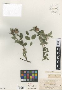 Rosa nutkana image