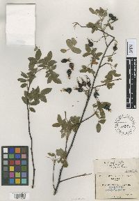 Media resource of Rosa pringlei