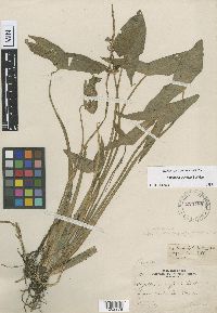 Sagittaria cuneata image