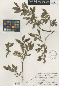 Image Associated With the Occurrence