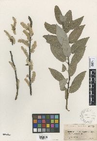 Salix cordata image