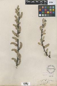 Salix myricoides image