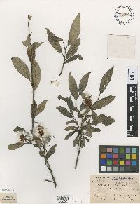 Salix serissima image