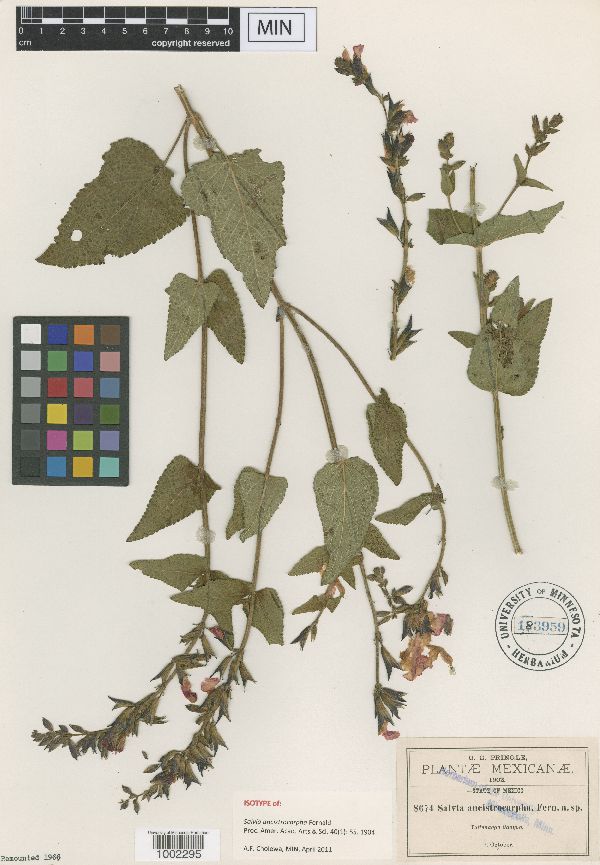 Salvia ancistrocarpha image