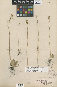 Media resource of Micranthes integrifolia