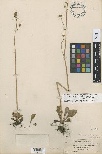 Micranthes nidifica image