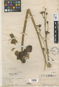 thumbnail image of current specimen