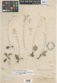 Media resource of Micranthes californica