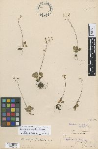 Image of Micranthes aprica