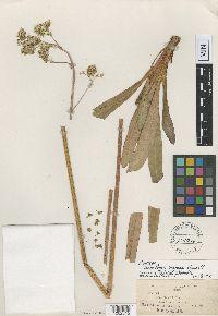 Micranthes oregana image