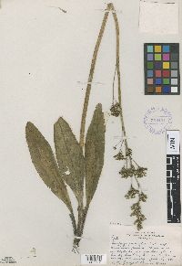 Micranthes pensylvanica image