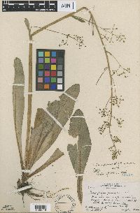 Micranthes pensylvanica image